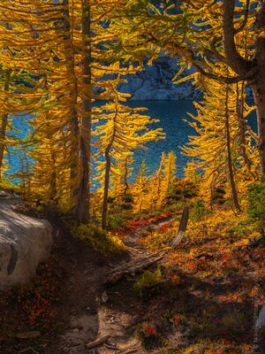 Golden Larches Above an Enchantments Lake Golden alpine larches glow above a deep blue mountain lake in Washington’s Enchantments. A narrow trail winds through the trees and autumn groundcover, creating...