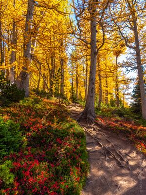 Enchantments Photography Autumns Trail A narrow trail winds through brilliant golden alpine larches in Washington’s Enchantments, with red autumn groundcover adding another layer of seasonal color...