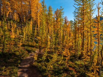 Golden Larch Forest in the Enchantments A trail winds through a glowing forest of alpine larches in Washington’s Enchantments, surrounded by brilliant gold foliage and touches of red autumn...