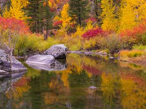 Fall and Winter Foliage Photography