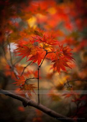 Crown of Red Maple Leaves in Autumn Light Delicate red maple leaves in sharp focus against a soft background of orange, gold, and crimson autumn foliage.