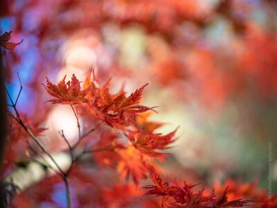 Red Maple Leaves in a Painterly Autumn Glow Delicate red maple leaves emerge from a wash of soft autumn color at the Washington Park Arboretum in Seattle. Selective focus and a wide aperture reduce the...