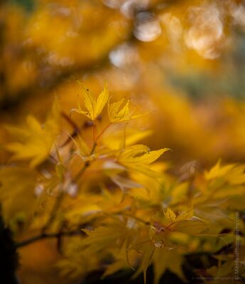 Golden Maple Leaves in Autumn Bokeh Golden maple leaves glow against a soft wash of autumn color at the Washington Park Arboretum in Seattle. Selective focus and a wide aperture turn the...