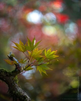 Autumn Maple Leaves in Soft Focus A small cluster of maple leaves begins its autumn transition at the Washington Park Arboretum in Seattle. Photographed with a fast prime lens and selective...