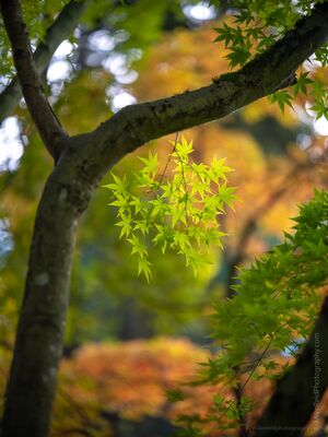 Green Maple Leaves Turning in Autumn Light Bright green maple leaves catch soft light beneath the branches at the Washington Park Arboretum in Seattle, while warmer autumn color begins to appear in the...