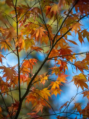 Orange Maple Leaves in a Hidden Autumn Grove Orange maple leaves glow against cool blue and green background tones in a quiet Washington grove that comes alive each autumn. Photographed with selective...