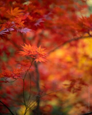 Red Maple Leaves in a Sea of Autumn Color A small spray of red maple leaves emerges from layers of crimson, orange, and gold in a quiet Seattle grove. Selective focus and a wide aperture turn the...
