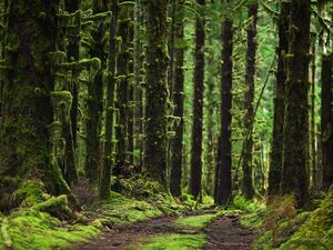 Hoh Rainforest Photography