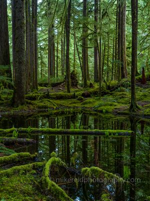 Forest Reflections in the Hoh Rain Forest Still water reflects towering trees, moss, and lush green forest in the Hoh Rain Forest of Olympic National Park, Washington. The quiet pool and layered...