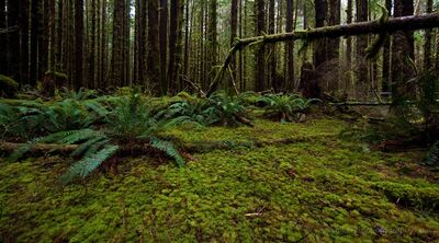 Ferns and Trees