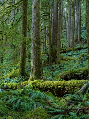 Sword Ferns and Moss in the Hoh Rain Forest Sword ferns spread beneath tall moss-covered trees in the Hoh Rain Forest of Olympic National Park, Washington. Fallen logs, deep green groundcover, and layered...