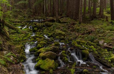 Mossy Forest Stream Along the Sol Duc Falls Trail A clear mountain stream tumbles through moss-covered rocks and old-growth forest along the trail to Sol Duc Falls in Olympic National Park, Washington. Ferns,...