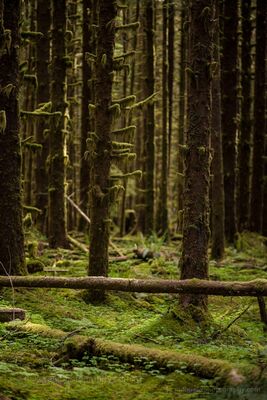 Hall of the Mosses