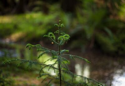 Pine Tree Bokeh