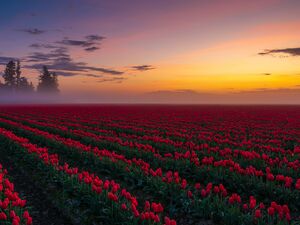 Skagit Valley Tulip and Daffodil Fields Photography