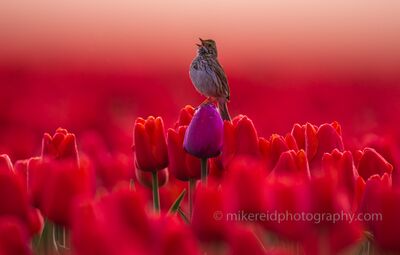 Morning Sparrow Atop a Purple Tulip.jpg