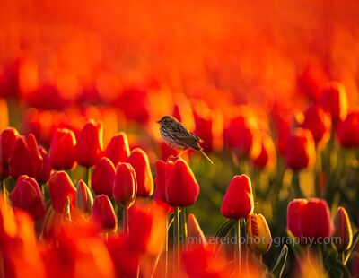 Sparrow on Sunny Skagit Tulips A small sparrow perches among glowing red tulips in Washington’s Skagit Valley as warm evening sunlight rims the flowers with gold. Shallow depth of field turns...