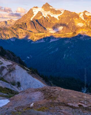 Mountain Goat Beneath Mount Shuksan in the Last Light A lone mountain goat stands on a rocky alpine slope along the Ptarmigan Ridge Trail in Washington's North Cascades, dwarfed by the enormous mountain landscape...