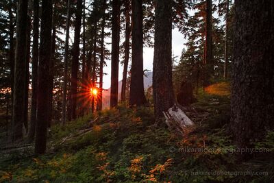 Forest Sunset