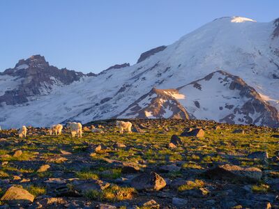 Mount Rainier Photography Goats Grazing.jpg Mount Rainier Sunrise Side Photography. Open a relatively short season each year, many consider this side of the Park to be the best hiking and views. Hopefully...
