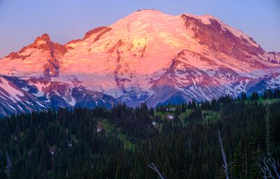 Mount Rainier Fiery Pink Alpenglow from Sunrise Brilliant pink and coral alpenglow illuminates the snow-covered slopes and glaciers of Mount Rainier, viewed from the Sunrise side of Mount Rainier National...