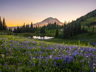 Mount Rainier Above the Wildflower Meadows of Naches Peak Loop Purple lupine and alpine wildflowers blanket the summer meadows along the Naches Peak Loop near Chinook Pass in Washington State. A quiet mountain tarn reflects...
