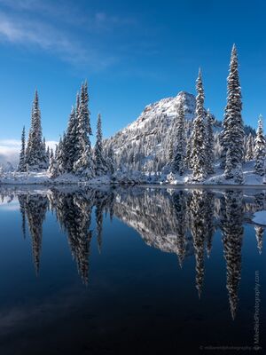 Fresh Snow Reflections at Tipsoo Lake and Yakima Peak Fresh snow blankets the evergreen trees and rugged slopes of Yakima Peak above Tipsoo Lake near Chinook Pass, Washington. Beneath a clear blue sky, the...