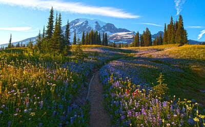 Trail Through the Wildflower Meadows – Mount Rainier National Park A sunlit trail winds through vibrant wildflower meadows beneath the towering peak of Mount Rainier, captured in stunning detail with a Sony A7R II. Lupine,...