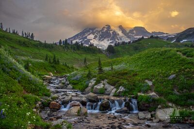 Golden Light Above Myrtle Falls Creek and Mount Rainier A mountain stream tumbles over rocks through lush alpine meadows above Myrtle Falls in the Paradise area of Mount Rainier National Park, Washington. Purple...