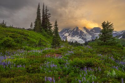 Mount Rainier Wildflowers Beneath a Golden Sky Purple lupine blooms across lush alpine meadows in Mount Rainier National Park, Washington, as warm golden light breaks through dramatic clouds above the...