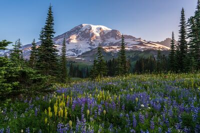 Mount Rainier Wildflower Meadows in Summer Light Brilliant wildflowers in full bloom carpet the alpine meadows beneath Mount Rainier’s snow-capped peak in this radiant summer landscape. Captured in soft...