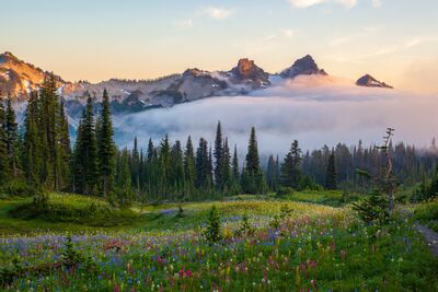 Tatoosh Range Above Misty Wildflower Meadows at Mount Rainier A beautiful summer wildflower meadow stretches beneath the rugged peaks of the Tatoosh Range in Mount Rainier National Park, Washington. Colorful pink, purple,...