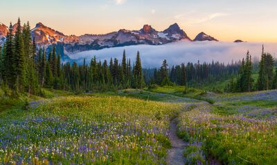 Tatoosh Range Sunset Above Mount Rainier Wildflower Meadows A winding hiking trail leads through a magnificent summer meadow filled with purple lupine, colorful alpine wildflowers, and lush green grasses in Mount Rainier...