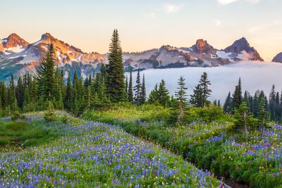 Tatoosh Range Sunset Above Purple Lupine Meadows at Mount Rainier A beautiful meadow of purple lupine and scattered pink alpine wildflowers stretches toward the jagged peaks of the Tatoosh Range in Mount Rainier National Park,...