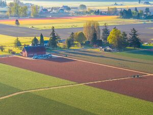 Skagit Valley Tulips and Daffodils Aerial Photography