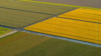 Over the Skagit Valley Daffodil Fields Abstract Light An aerial view over the golden daffodil fields of Skagit Valley, Washington, glowing under soft spring light. Rows of vibrant yellow flowers create geometric...