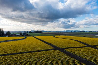 Skagit Valley Daffodils under Dramatic Skies – Washington Spring Landscape Golden daffodil fields glow beneath moody spring clouds in Washington’s Skagit Valley. The winding farm rows and distant foothills create a vivid contrast...