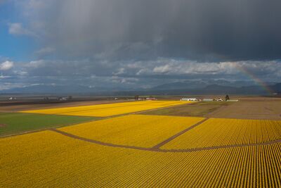 Skagit Valley Daffodils and Rainbow – Best Road Washington Spring Landscape Golden daffodil fields shine under dramatic skies along Best Road in Washington’s Skagit Valley, with a rainbow arching over the farmlands and foothills....
