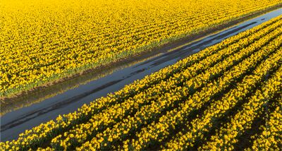 Over the Skagit Valley Daffodil Rows and Reflections A close aerial view of daffodil rows in full bloom across Washington’s Skagit Valley, their golden petals glowing under spring light. The irrigation channel...