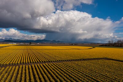 Over the Skagit Valley Daffodils Storm Clouds A dynamic spring scene over Skagit Valley, Washington, where endless rows of golden daffodils stretch toward the foothills beneath a powerful rain squall....