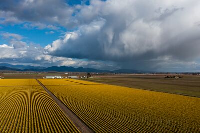Over the Skagit Valley Daffodils and Rain Squall Golden daffodil fields stretch across Skagit Valley as a dramatic rain squall passes over the distant foothills. The contrast of sunlight and shadow reveals the...