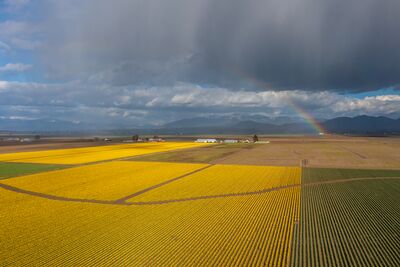 Over the Skagit Valley Daffodils and a Rainbow An aerial view of Skagit Valley’s daffodil fields glowing under dramatic skies with a rainbow arcing above the farmland and distant foothills. Captured by Mike...