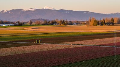 Over the Skagit Valley Dusk Tulip Fields Soft golden light settles over the tulip fields of Skagit Valley, Washington, as Mount Baker rises in the distance beneath a tranquil evening sky. The warm glow...