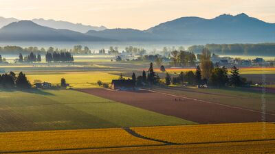 Over the Skagit Valley Fields and Mist Soft morning light and mist drift across the tulip fields of Washington’s Skagit Valley, revealing layered farmland and foothills bathed in golden hues....