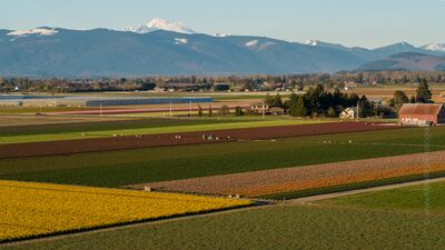Over the Skagit Valley Flower Fields Vibrant spring fields stretch across Skagit Valley, Washington, leading the eye toward snow-capped Mount Baker under soft evening light. Captured by Mike Reid,...
