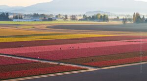 Skagit Valley Tulips and Daffodils Aerial Photography Aerial photography of the Skagit Valley tulip and daffodil fields in northwest Washington. Colorful spring farm...