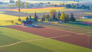 Skagit Valley Tulips and Daffodils Aerial Photography Aerial photography of the Skagit Valley tulip and daffodil fields in northwest Washington. Colorful spring farm...