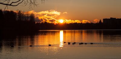 Greenlake Ducks