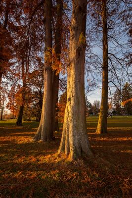 Sunlit Trees at Dawn in Green Lake Park Early morning light filters through tall trees at Green Lake Park in Seattle, warming the trunks and forest floor with soft golden color. The low dawn light and...