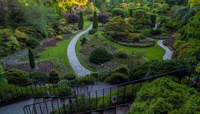 Sunken Garden at Butchart Gardens A sweeping view across the Sunken Garden at Butchart Gardens near Victoria, British Columbia. Curving paths, sculpted shrubs, flower beds, and layered greenery...